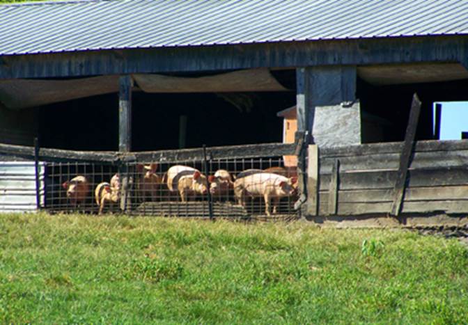 HogFarm_1