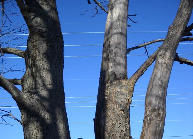 tree limb and resulting hole 017